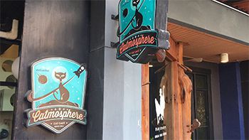 Cat cafe in chiang mai