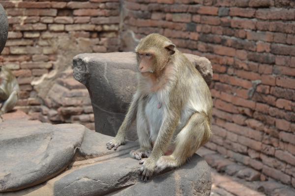 Lopburi