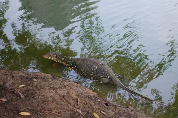 Lumpini Park