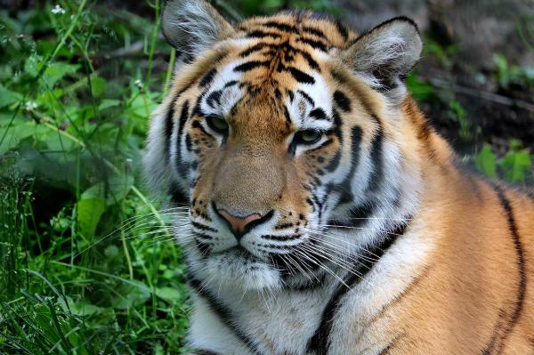Tiger-temple