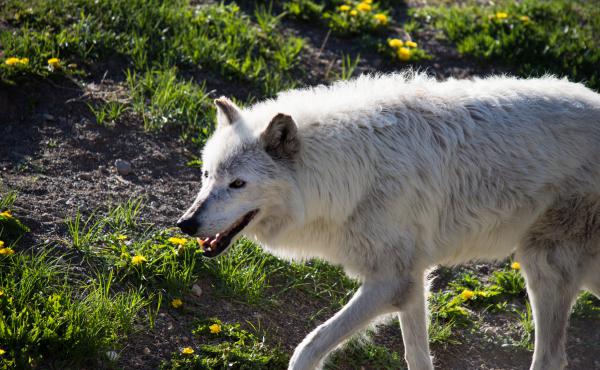 Wolf Discovery Center