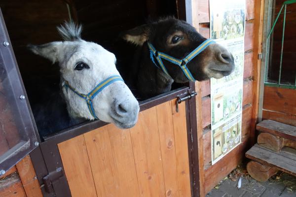 Zywiec Mini Zoo